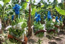 Crisis en el sector bananero de Honduras, productores piden ayuda al Gobierno