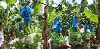 Crisis en el sector bananero de Honduras, productores piden ayuda al Gobierno