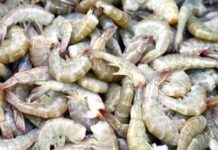 Presidente de la FENAGH confirmó que las fronteras mexicanas siguen cerradas para el camarón hondureño fresco