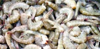 Presidente de la FENAGH confirmó que las fronteras mexicanas siguen cerradas para el camarón hondureño fresco