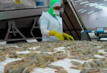 Fronteras mexicanas siguen cerradas para la exportación de camarón hondureño