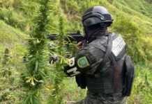 Aseguran cultivo con 112 mil plantas de marihuana en Sabá, Colón