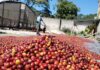 Cafetaleros prevén una caída de 30 % en la producción de café