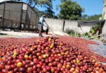Cafetaleros prevén una caída de 30 % en la producción de café