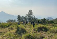 Aseguran plantaciones de hoja de coca en Colón y Santa Bárbara