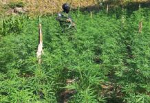 Localizan y aseguran seis plantaciones de hoja de coca Olancho y Colón