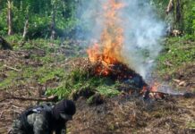 Erradican 24 mil plantas de marihuana en Sabá, Colón