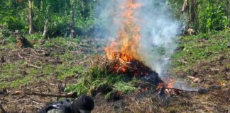 Erradican 24 mil plantas de marihuana en Sabá, Colón