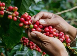 Ingresos por exportación de café hondureño caen 14 % en 5 primeros meses de actual cosecha