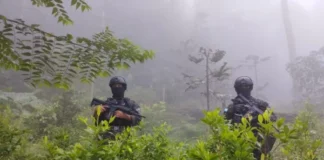 Aseguran 52,500 arbustos de hoja de Coca en La Masica, Atlántida