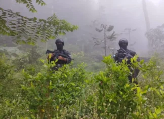 Aseguran 52,500 arbustos de hoja de Coca en La Masica, Atlántida