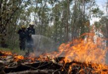 Al menos unas 42 mil hectáreas de bosque han sido quemadas en las últimas semanas, según reporte del ICF