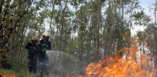 Al menos unas 42 mil hectáreas de bosque han sido quemadas en las últimas semanas, según reporte del ICF