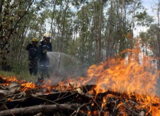 Al menos unas 42 mil hectáreas de bosque han sido quemadas en las últimas semanas, según reporte del ICF