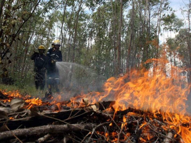 Al menos unas 42 mil hectáreas de bosque han sido quemadas en las últimas semanas, según reporte del ICF