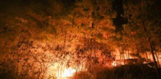 El ICF ofrece recompensa para capturar a pirómanos que causan incendios forestales