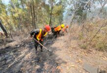 Comando Bosques de las FFAA sigue lucha contra incendios forestales en varios puntos del país