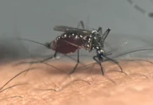 Brasil supera las 1,000 muertes por dengue en lo que va de 2024 y se aproxima al récord