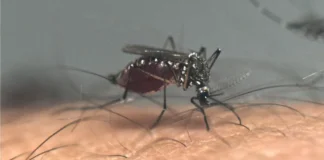 Brasil supera las 1,000 muertes por dengue en lo que va de 2024 y se aproxima al récord