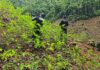 Aseguran una plantación de coca en una propiedad de Juan Carlos Montes Bobadilla