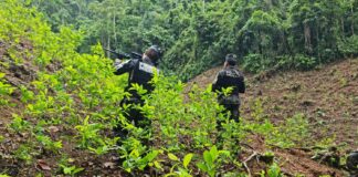 Aseguran una plantación de coca en una propiedad de Juan Carlos Montes Bobadilla