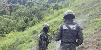 Las FFAA aseguran plantación con 16 mil arbustos de marihuana en Colón