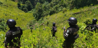 Honduras incautó 2,9 millones de plantas de coca y 1.377 kilos de cocaína en tres meses