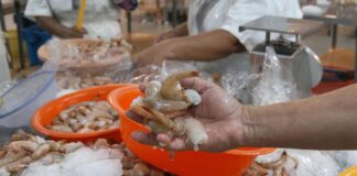 Honduras sigue sin exportar una sola libra de camarón a China, denuncian productores