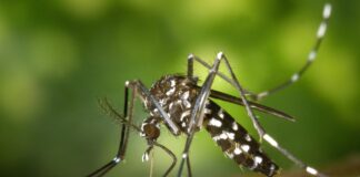 La OPS advierte que se espera la peor temporada de dengue en la historia en América Latina y el Caribe