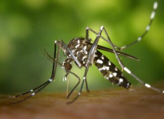 La OPS advierte que se espera la peor temporada de dengue en la historia en América Latina y el Caribe
