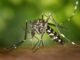 La OPS advierte que se espera la peor temporada de dengue en la historia en América Latina y el Caribe