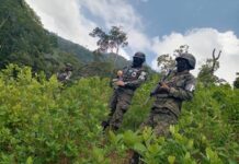 PMOP encuentran 180.000 arbustos de coca y laboratorio para procesar la droga en Río Plátano