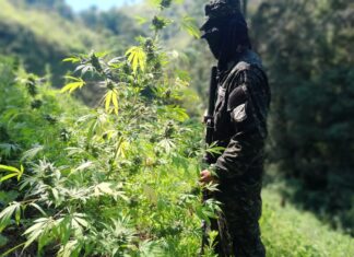 Fuerzas Armadas identifican dos plantaciones con 6 mil arbustos de supuesta marihuana en Tocoa, Colón