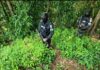 Policía Militar asegura 56 mil plantas de coca en Limón, Colón