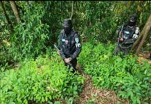 Policía Militar asegura 56 mil plantas de coca en Limón, Colón