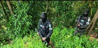 Policía Militar asegura 56 mil plantas de coca en Limón, Colón