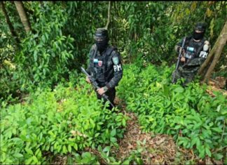 Policía Militar asegura 56 mil plantas de coca en Limón, Colón