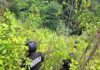 Equipo antidrogas de las Fuerzas Armadas aseguran 190 mil arbustos de hoja de coca en Atlántida