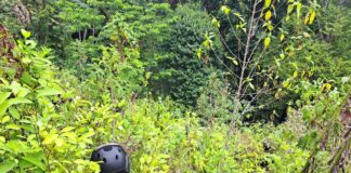 Equipo antidrogas de las Fuerzas Armadas aseguran 190 mil arbustos de hoja de coca en Atlántida