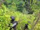Equipo antidrogas de las Fuerzas Armadas aseguran 190 mil arbustos de hoja de coca en Atlántida