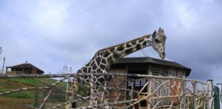 El Ministerio Público envía equipo de investigación a Joya Grande por muerte de animales