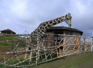 El Ministerio Público envía equipo de investigación a Joya Grande por muerte de animales
