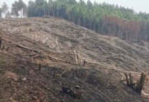 Fiscalía del Medio Ambiente investiga tala de más de mil árboles en zona núcleo del PANACOMA