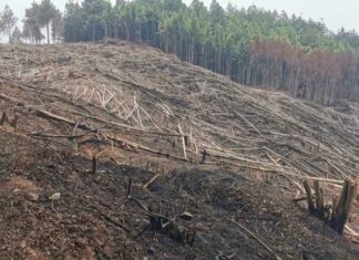 Fiscalía del Medio Ambiente investiga tala de más de mil árboles en zona núcleo del PANACOMA