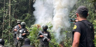 Asciende a 32 mil 800 la erradicación de plantas de coca en Atlántida