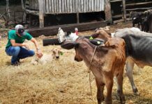 Honduras está al borde de una crisis alimentaria, alertar ganaderos y agricultores