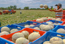 Diputado Carlos Ledezma alerta del cierre de empresa melonera en la zona sur del país