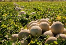 Unos 2,000 empleos en riesgo por cierre de empresa de melón