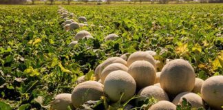 Unos 2,000 empleos en riesgo por cierre de empresa de melón