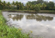 Productores de tilapia en Olancho enfrentan millonarias pérdidas y escasez para 2024 debido a la sequía extrema